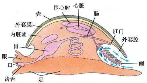 外套膜