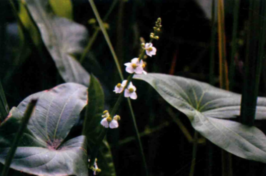 野慈姑（泽泻科慈姑属植物）