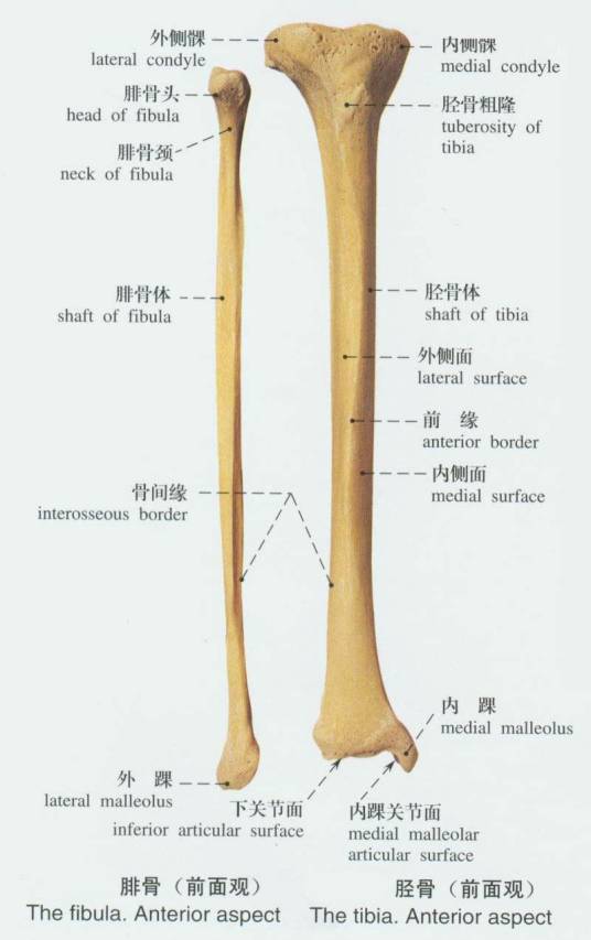 胫腓骨骨膜炎