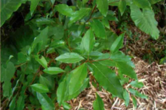 香叶树（樟科山胡椒属植物）