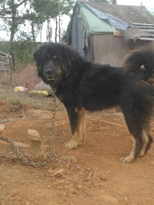 守山犬（牲畜护卫犬）