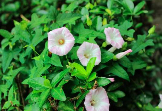 旋花（旋花科打碗花属植物）