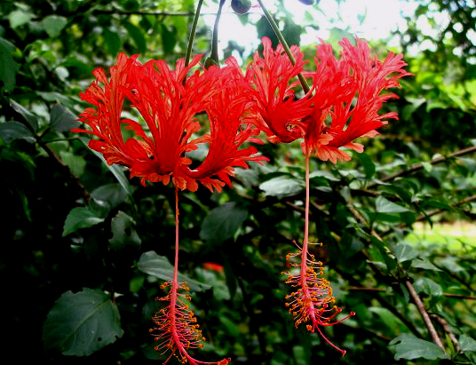 吊灯花（中药名）