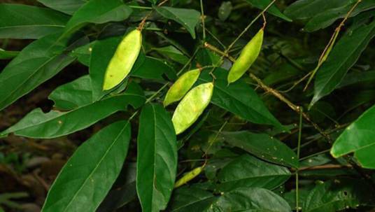 鱼藤（豆科鱼藤属植物）