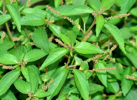 铁苋菜（大戟科铁苋菜属植物）