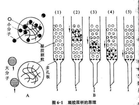 凝胶过滤层析