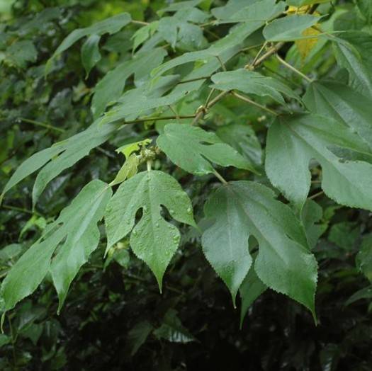 华桑（桑科桑属植物）