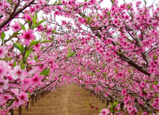 龙泉桃花节