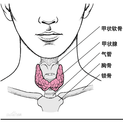 超敏促甲状腺素