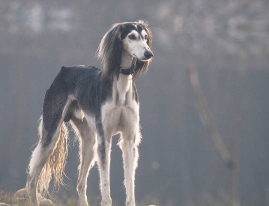 东非猎犬