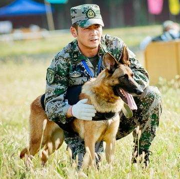 幽灵犬（比利时马里努阿犬）