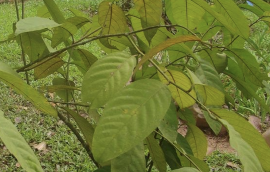 马槟榔（山柑科山柑属植物）