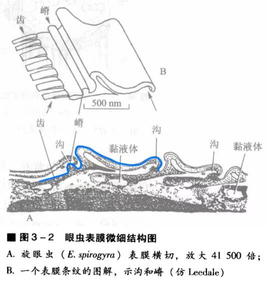 表膜