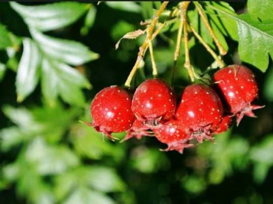 山里红（蔷薇科山楂属植物）