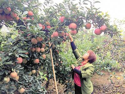 青岛市胶州洋河采摘节