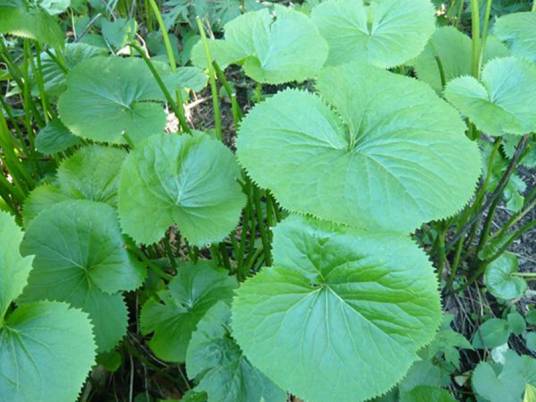 马蹄叶（毛茛科植物）