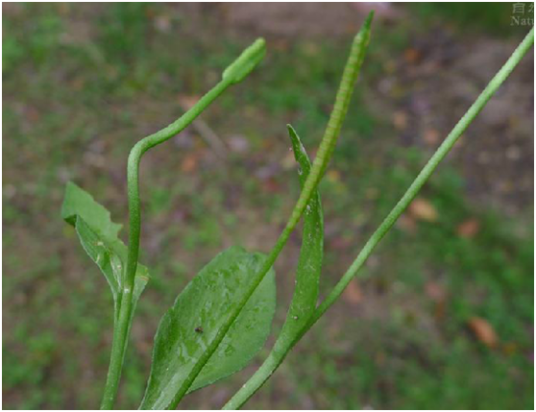 瓶尔小草（中药）