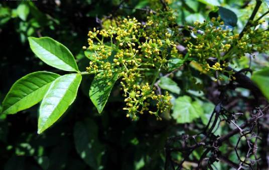 野花椒（芸香科花椒属植物）