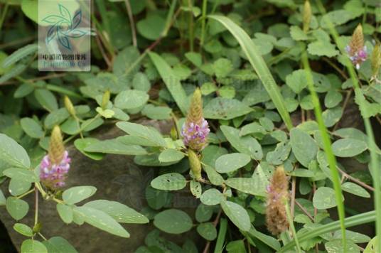 狸尾草（中药）