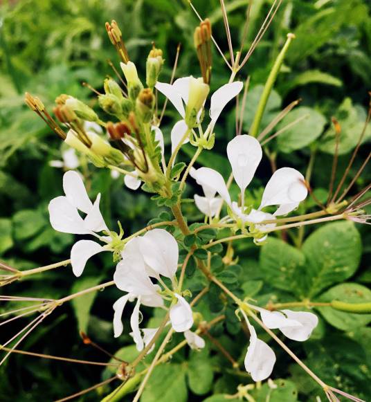 安陆白花菜