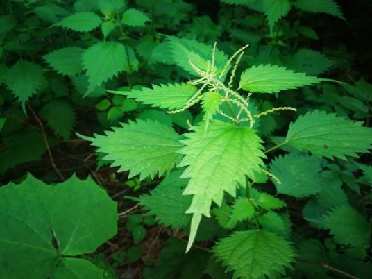 大蝎子草（荨麻科蝎子草属的植物）