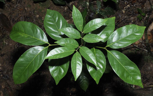 黄杞（胡桃科黄杞属植物）