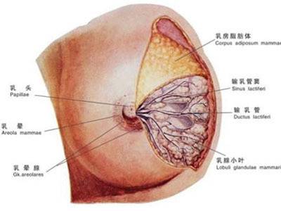 乳房良性肿瘤