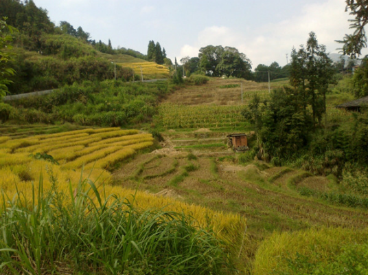 茶苑村