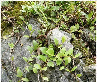 下山虎（中医药材）