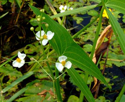 野慈菇