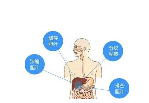 胆囊收缩素