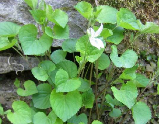 鸡腿堇菜（堇菜科堇菜属植物）