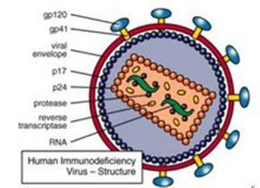 HIV核酸检测