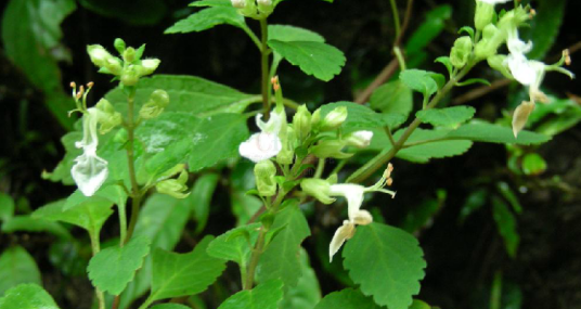 细锥香茶菜（中药名）