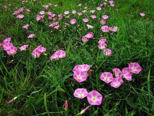 田旋花（中药）