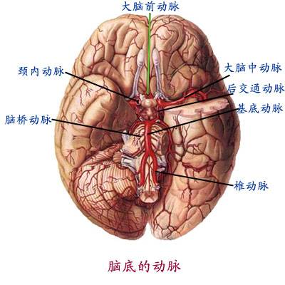 抑制（生理学术语）