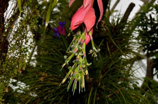 垂花水塔花