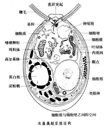 衣藻属