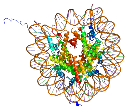 组蛋白