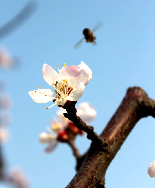 杏花（中药）