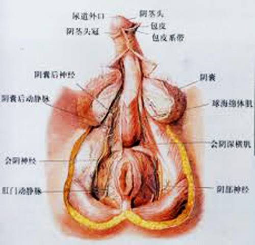 慢性无菌性前列腺炎