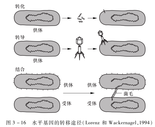 水平基因转移