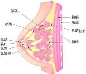 乳房囊性增生病