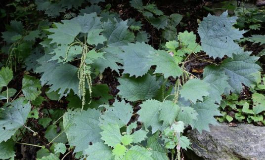 赤麻（荨麻科苎麻属植物）