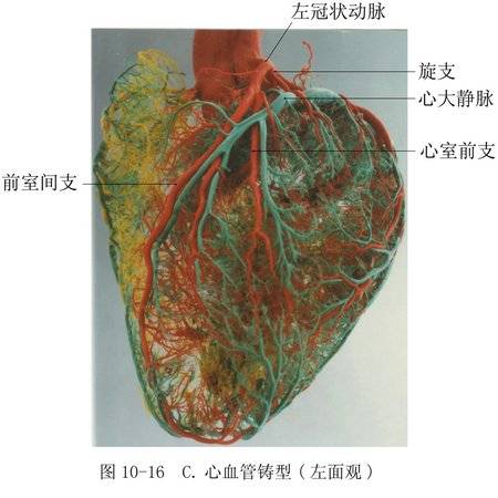 心血管（心和血管组成的人体结构）