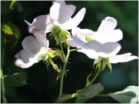 白残花（蔷薇科蔷薇属植物）