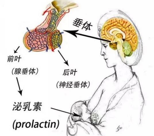 垂体泌乳素瘤