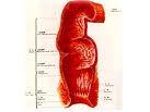 直肠粘膜脱垂