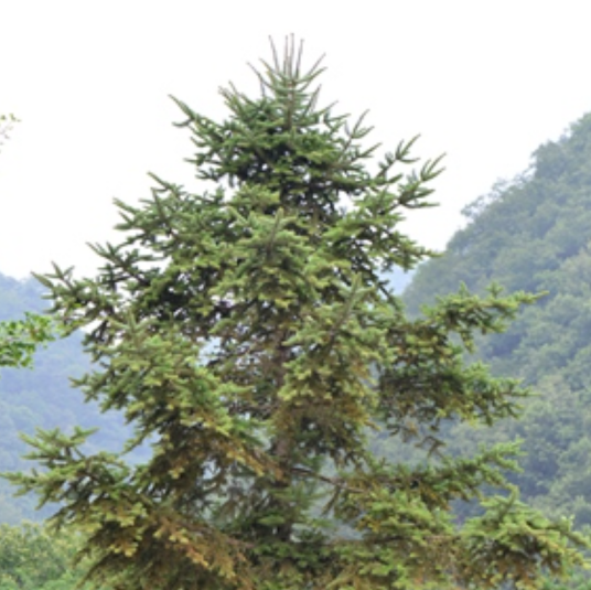 秦岭冷杉（松科冷杉属植物）