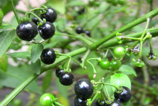 龙葵（茄科茄属植物）